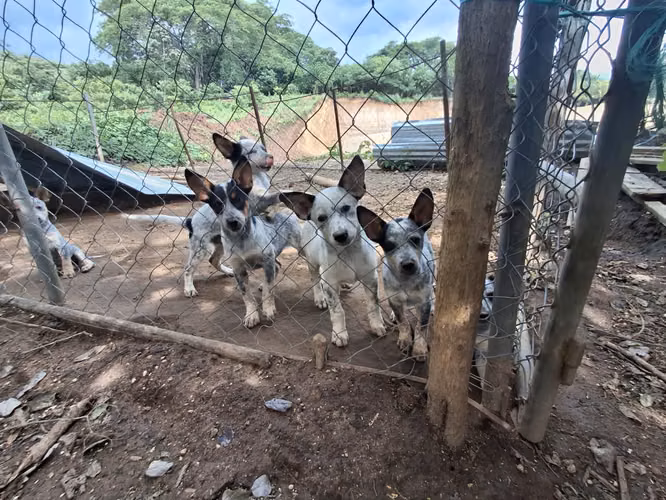  ¡Cachorros Pastor Ganadero Australiano en venta! 