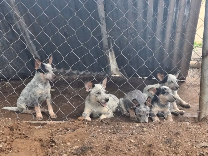  ¡Cachorros Pastor Ganadero Australiano en venta! 