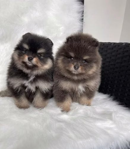 Hermosos cachorros Pomerania - Imagen 2