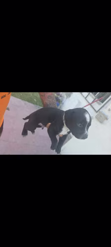 American bully buena genética los últimos ya hembra y varón 