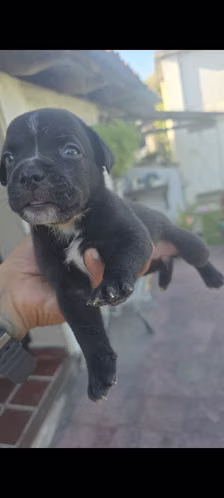 American bully buena genética los últimos ya hembra y varón 