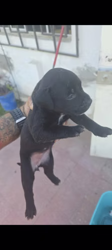 American bully buena genética los últimos ya hembra y varón 