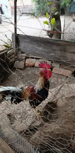 Gallo finos 