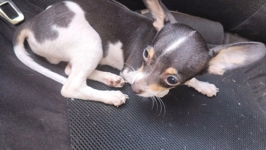 Chihuahua 