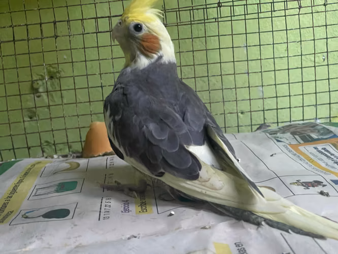 Venta de 3 Cocotilos, ninfas