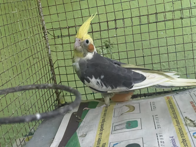 Venta de 3 Cocotilos, ninfas
