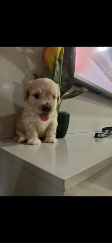 MALTIPOO MINI TOY MACHO 