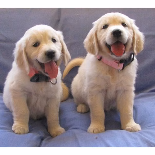 Golden Retriever cachons adorable and charming for free adoption