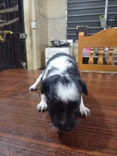Cachorrito Lindo de French - Imagen 8