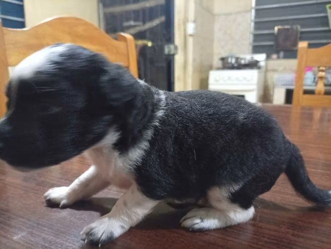 Cachorrito Lindo de French