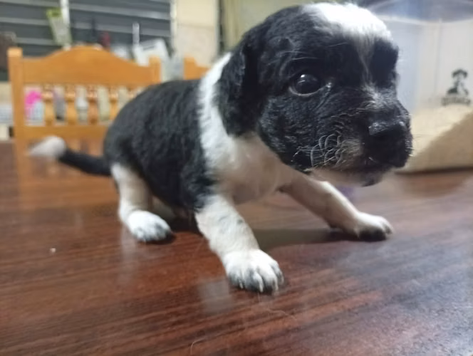 Cachorrito Lindo de French - Imagen 5