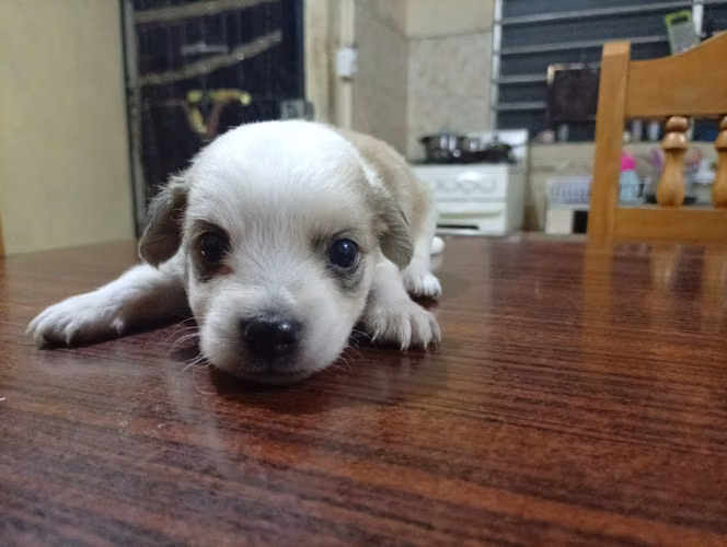 Hermoso cachorrito French