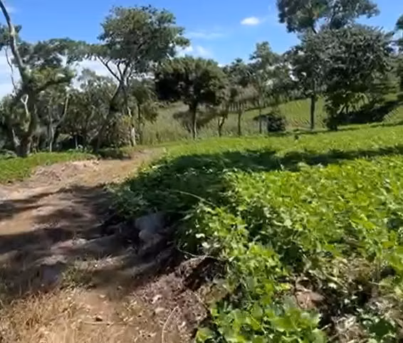 Venta de 5 a 10 manzanas en volcán de San Miguel - Imagen 4