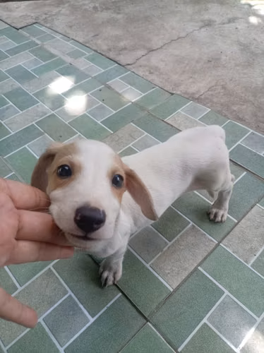 Perrito Dachshund ,salchicha