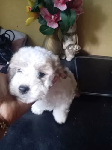 Maltipoo mini