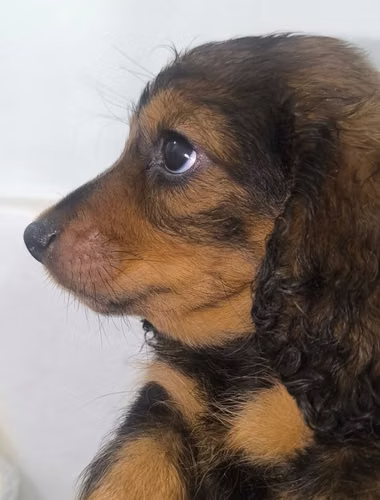 Dachshund pertos salchicha 