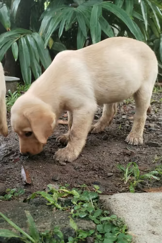 Labradoras