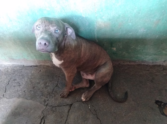 Perros en adopción.  - Imagen 1
