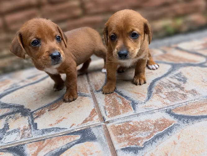 Cachorritas salchichas con maltés   - Imagen 2
