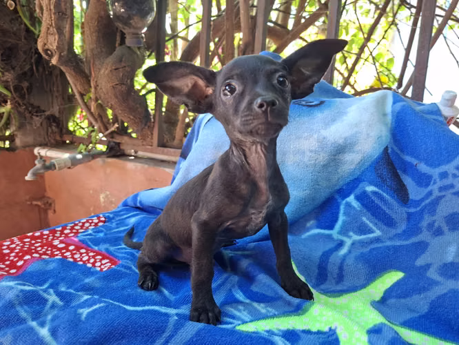 Chihuahua macho - Imagen 6