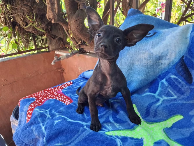 Chihuahua macho