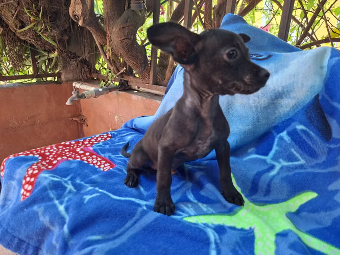 Chihuahua macho - Imagen 10