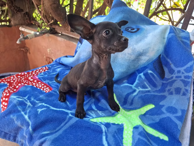 Chihuahua macho - Imagen 3