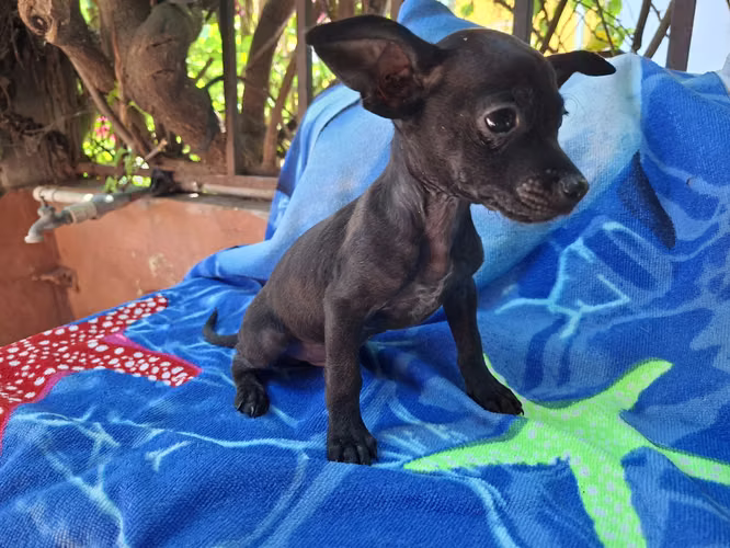Chihuahua macho - Imagen 8