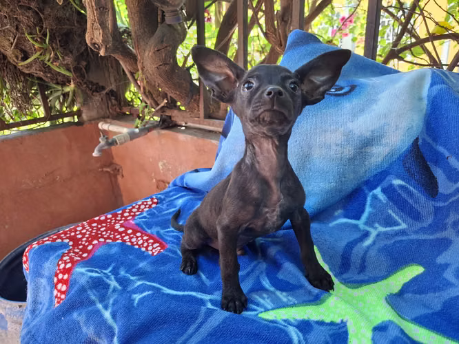 Chihuahua macho - Imagen 2