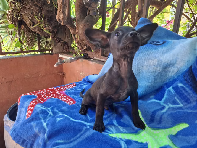 Chihuahua macho - Imagen 9