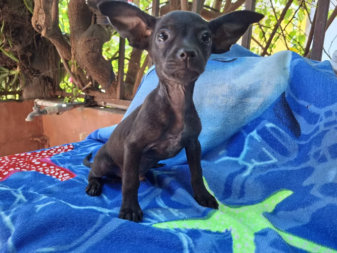Chihuahua macho - Imagen 5