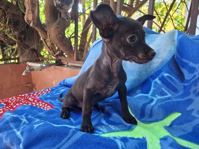 Chihuahua macho - Imagen 7