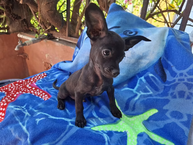 Chihuahua macho - Imagen 4