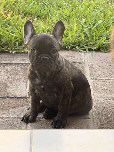 BULLDOG FRANCÉS MACHO  - Imagen 3
