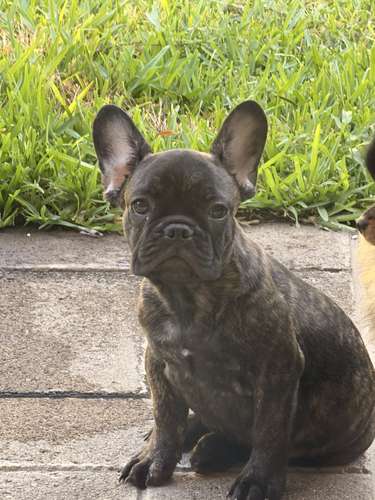 BULLDOG FRANCÉS MACHO  - Imagen 2