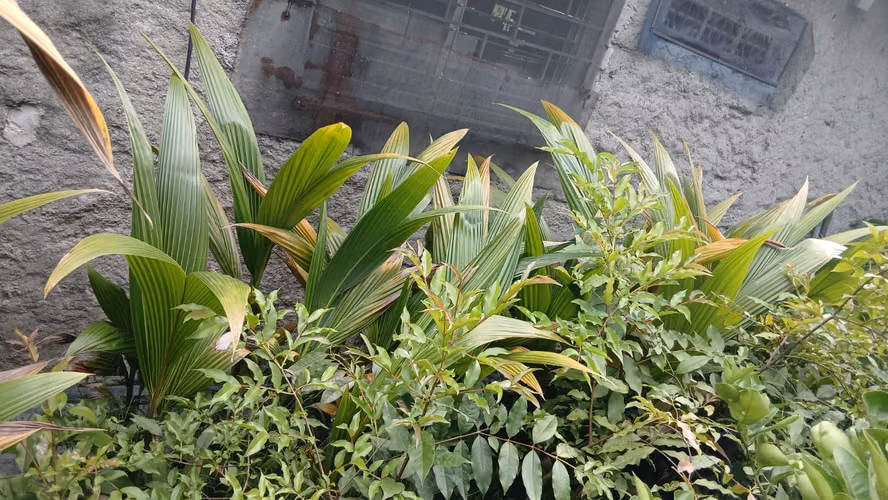  Coco Enano Malasino – Sanos y Fuertes ($13 c/u)