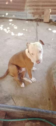 Perra pitbull  - Imagen 2