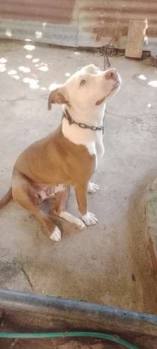 Perra pitbull  - Imagen 3