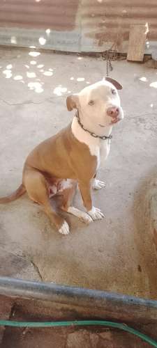 Perra pitbull 