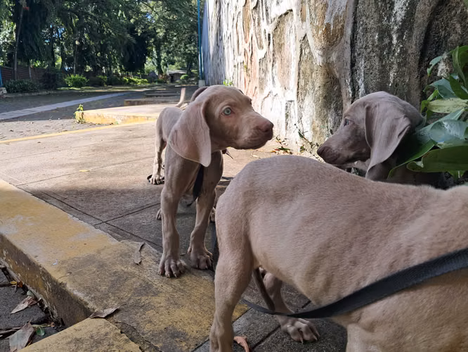 Cachorros Weimaraner - Imagen 5