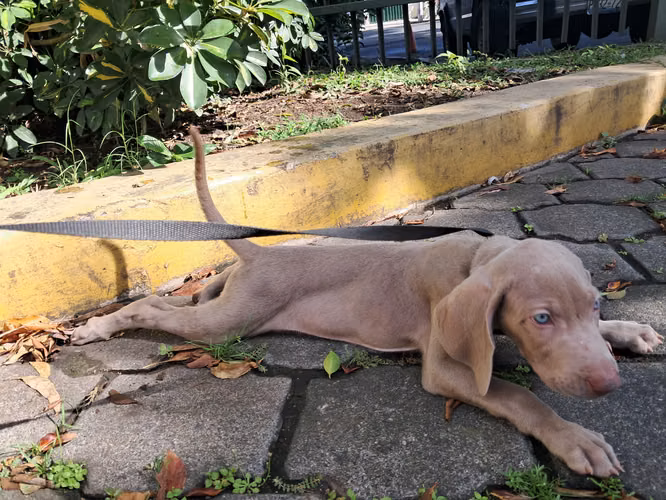 Cachorros Weimaraner - Imagen 2