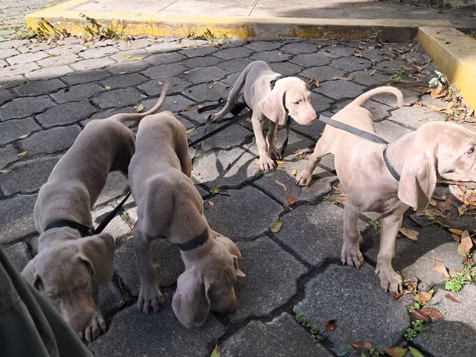 Cachorros Weimaraner - Imagen 3