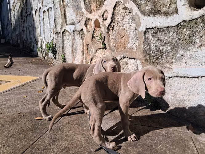 Cachorros Weimaraner - Imagen 4