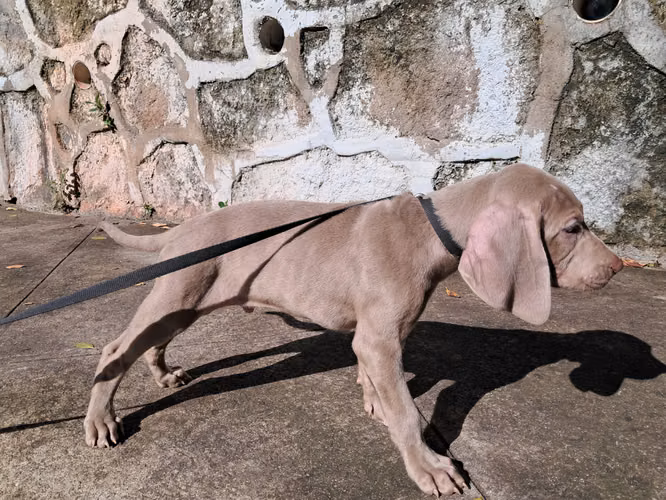 Cachorros Weimaraner - Imagen 1