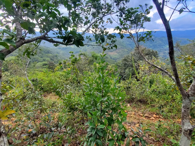 Venta de Terreno Rural en Lislique, La Unión - Imagen 7
