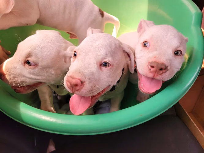 Dogos argentinos