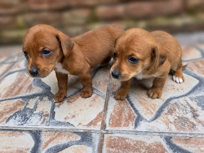 Última cachorrita salchucha con maltes  - Imagen 2