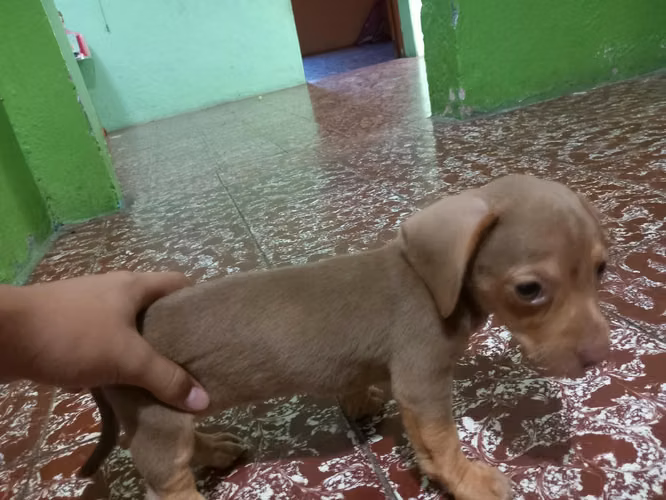 Lindos Salchichitas