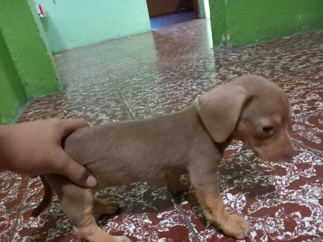 Nice Salchichitas