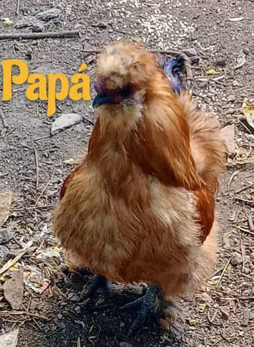Gallos Japoneses Sedosos Silkie 
